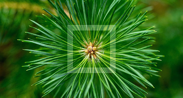 pine-needles polyprenols, pine needle tea, antioxodant, membrane protective, taiga
