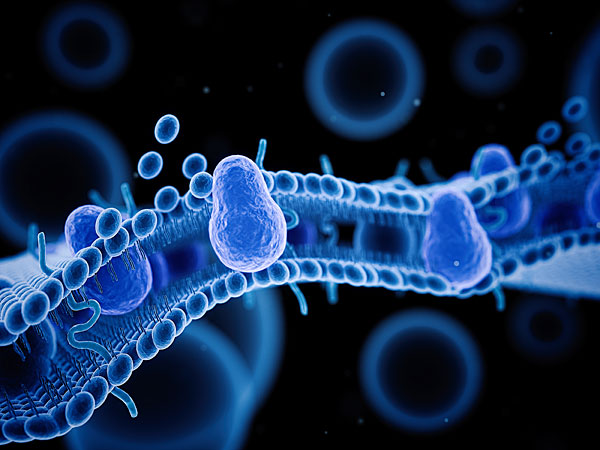polyprenols dolichols, cell memebrane, protect cells, oxidative stress, dolichols