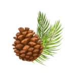 Siberian Polyprenols mark, an imageof a pine cone and pine bough.